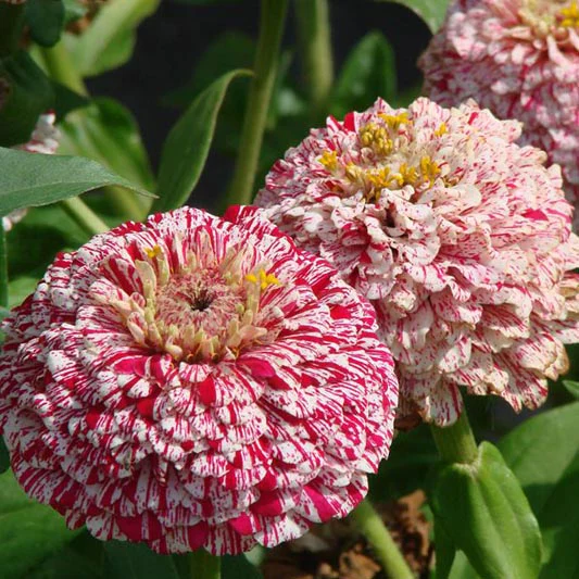 Miniatuur 1