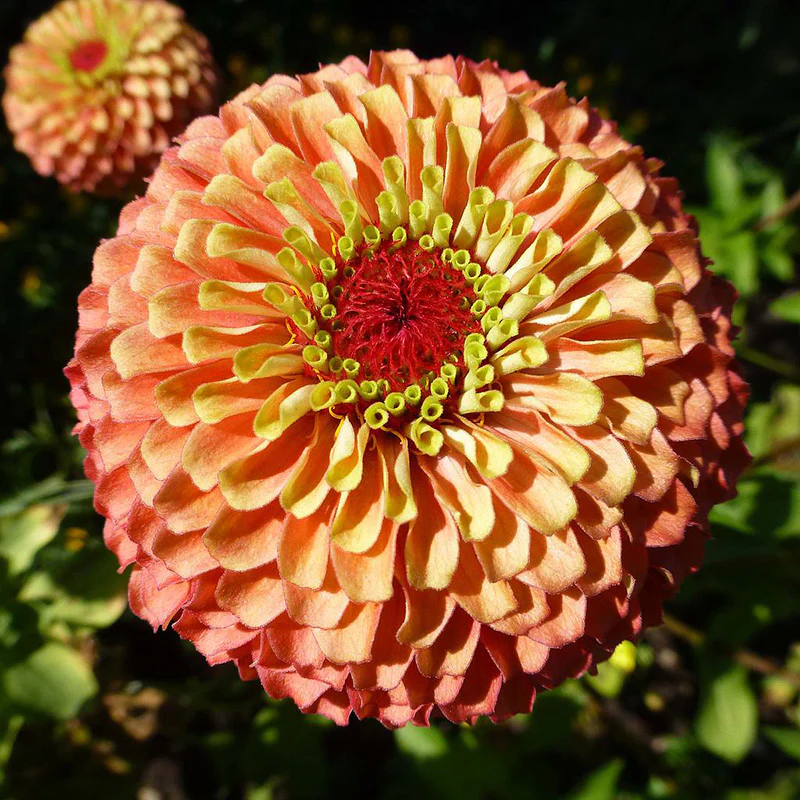 Zinnia - Queen Lime orange