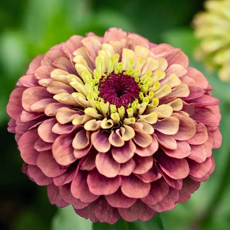 Zinnia - Queen Red Lime