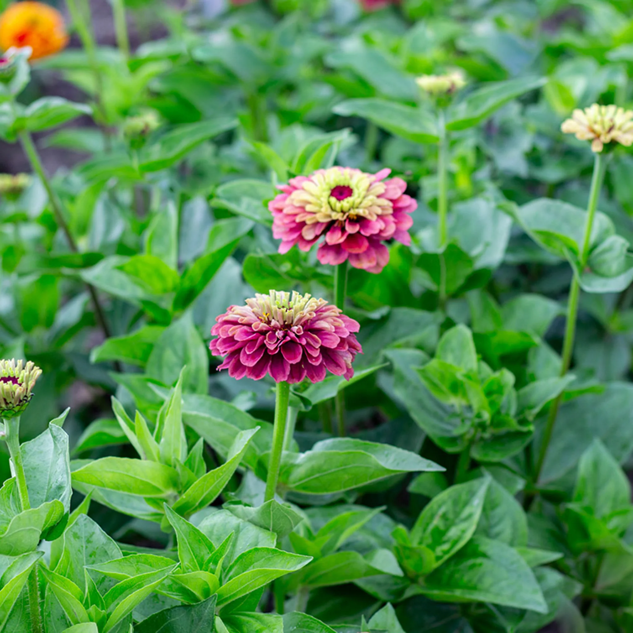 Zinnia - Queen Red Lime - Image 2