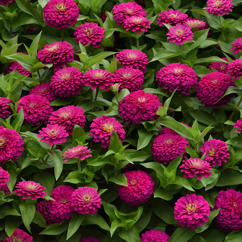 Zinnia - Zesty™ Fuchsia