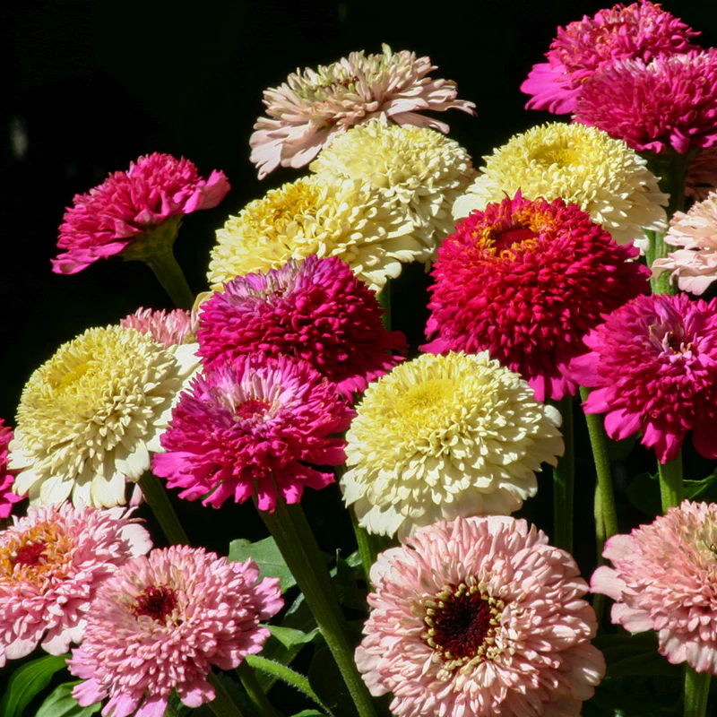 Zinnia - Zinderella Fashion