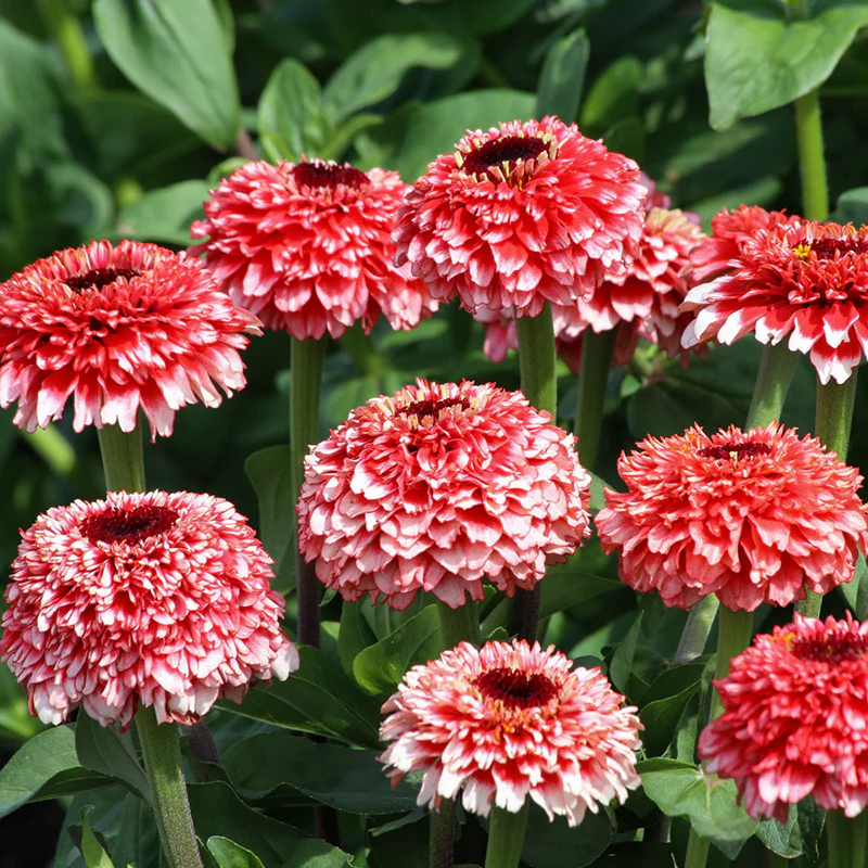 Zinnia - Zinderella Fizz