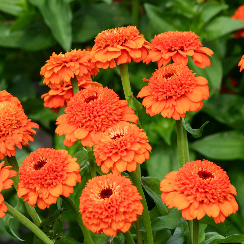 Zinnia - Zinderella Orange