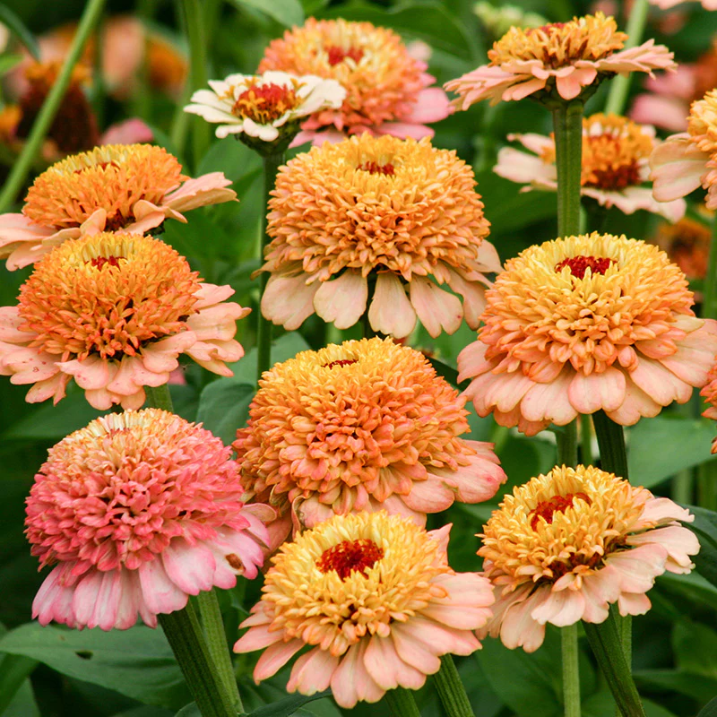 Miniatuur 1
