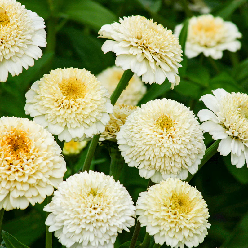 Zinnia - Zinderella White