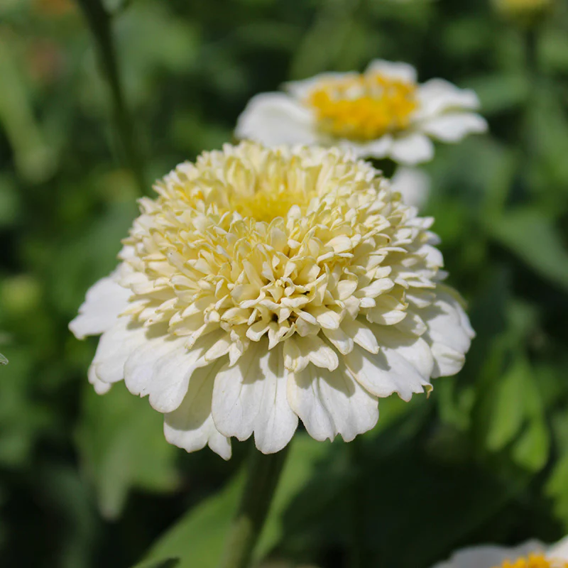 Zinnia - Zinderella White - Image 2