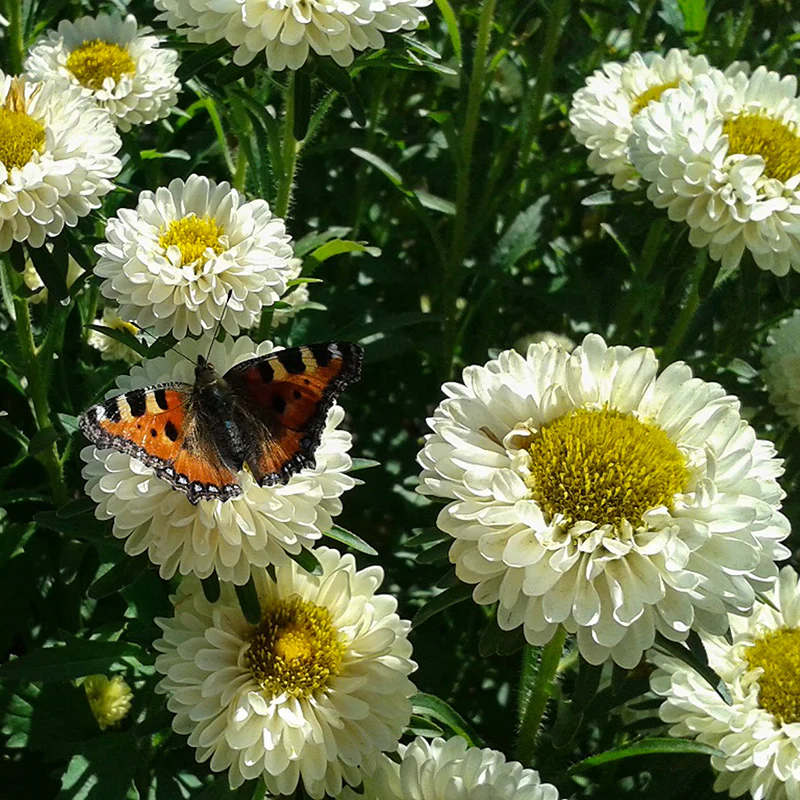 Bloemen