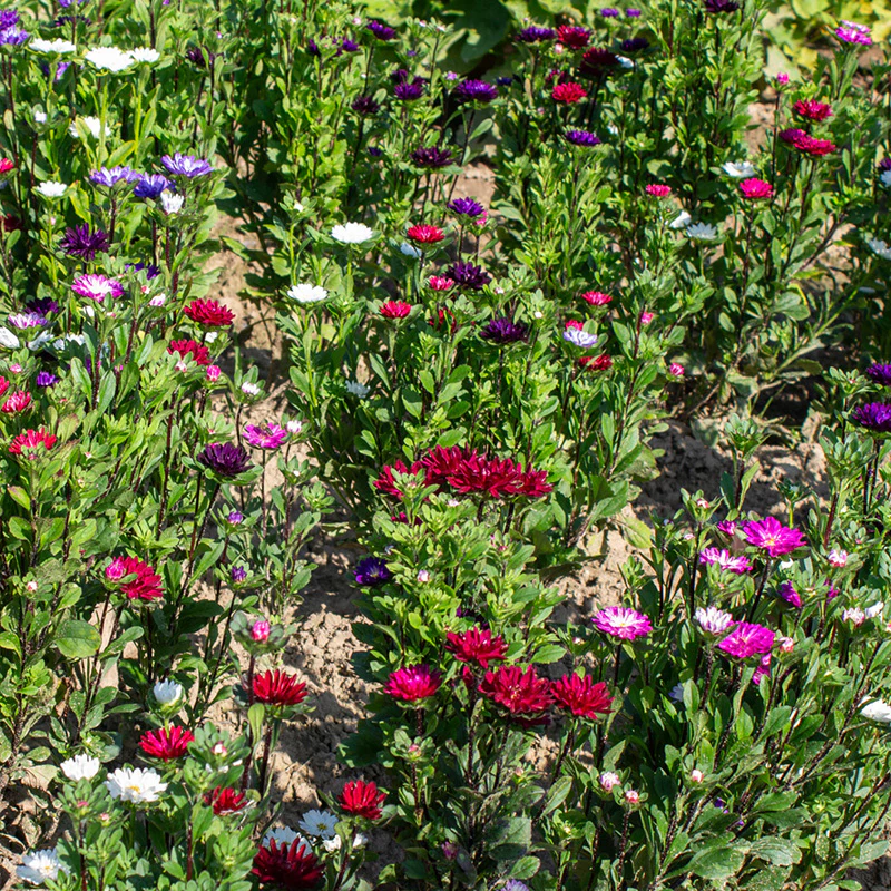 Zomeraster - Serenade Mix - Image 2
