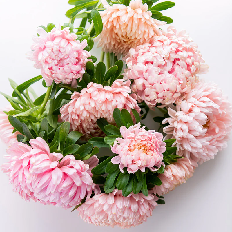 Zomeraster - Tower Pink