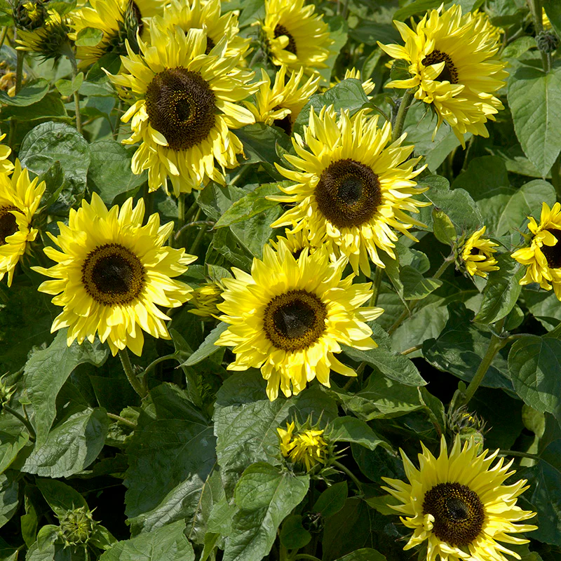 Zonnebloem - Garden Statement - Image 2