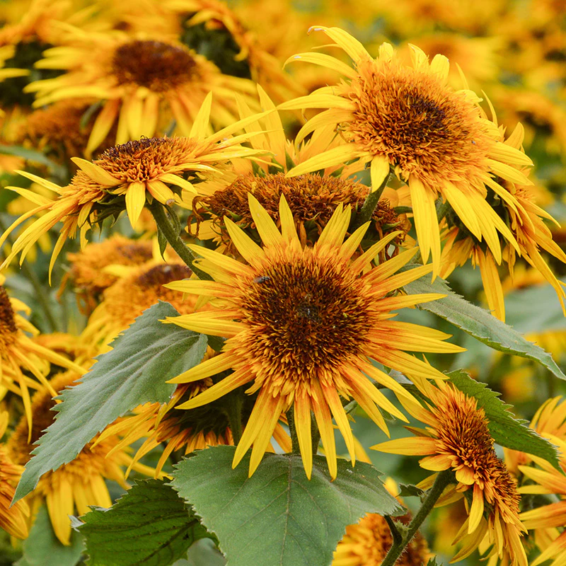 Zonnebloem - Astra Yellow Brown