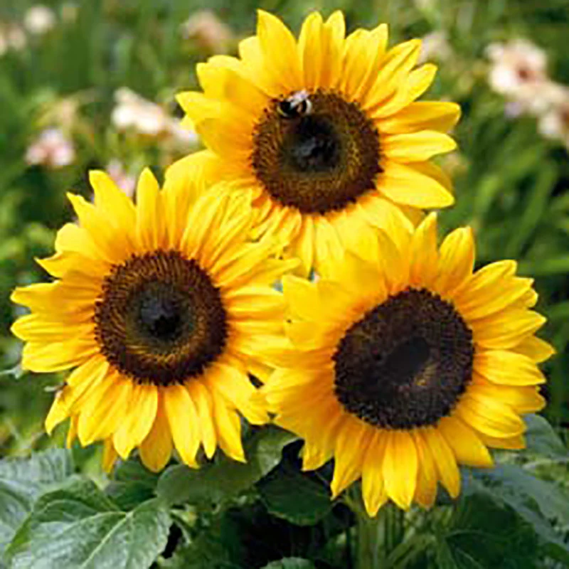 Zonnebloem - Bert