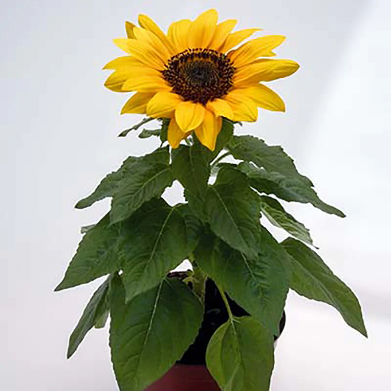 Zonnebloem - Bert - Image 2