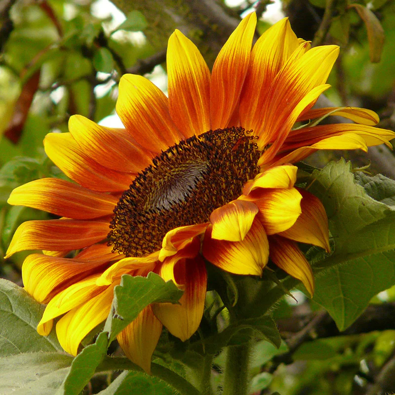 Zonnebloem - Floren
