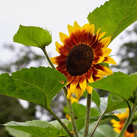 Zonnebloem - Floren - Image 2