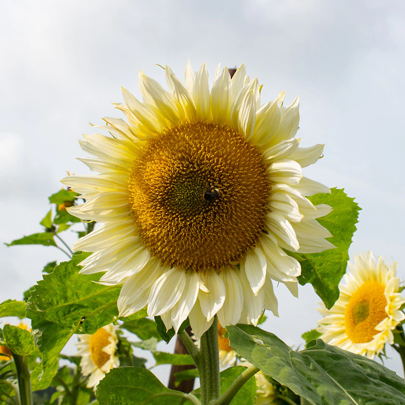 Zonnebloem - ProCut White Lite F1