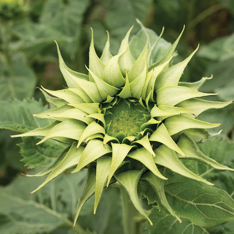 Zonnebloem - Sun-Fill Green F1