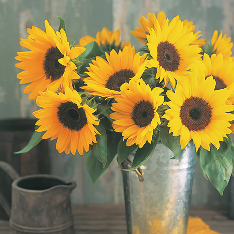 Zonnebloem - Sunrich Orange Summer F1