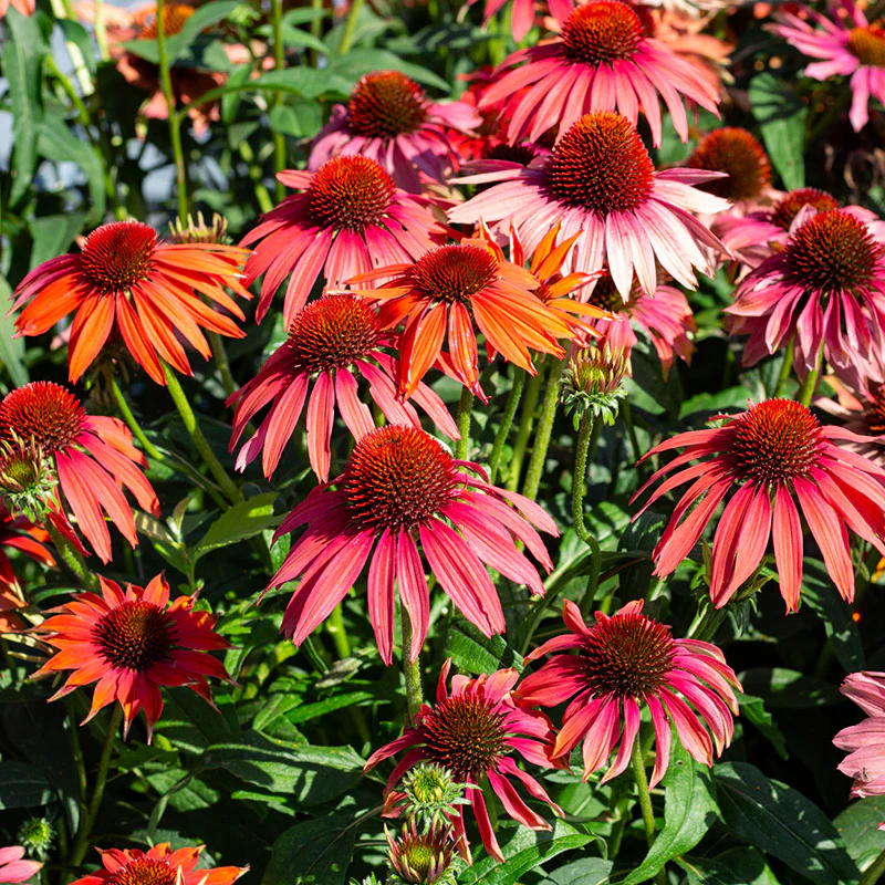 Zonnehoed - PollyNation Orange Red
