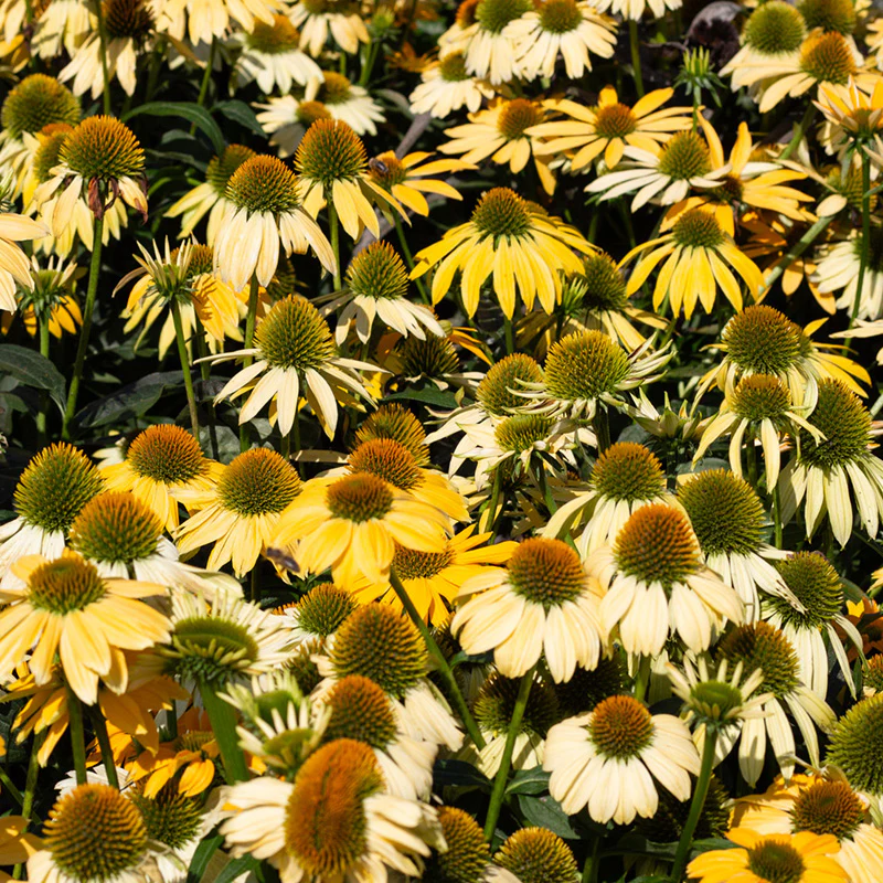 Zonnehoed - PollyNation Yellow