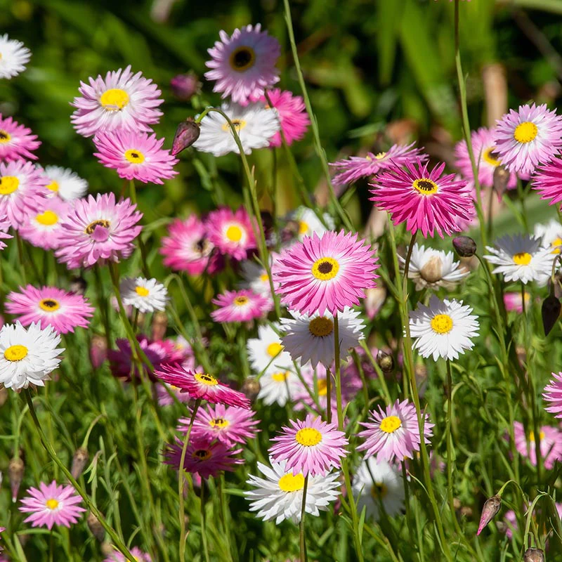 Zonnestrobloem - Mixture